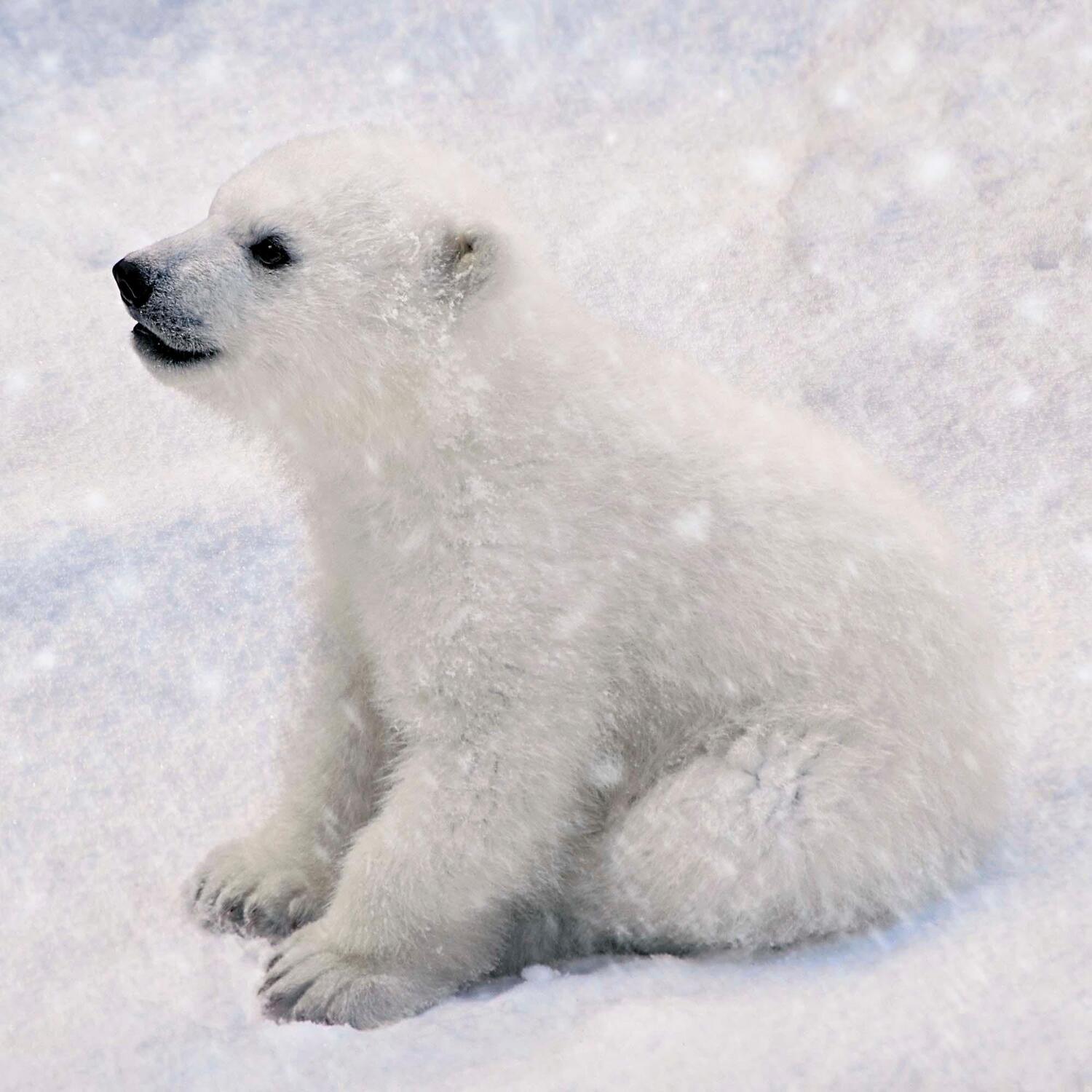Bild: 9783959294638 | Polar Bears/Eisbärchen 2025 | Kalender 2025 | Kalender | 28 S. | 2025