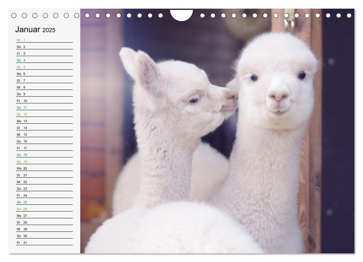 Bild: 9783383940514 | Alpakababys zum Verlieben (Wandkalender 2025 DIN A4 quer), CALVENDO...