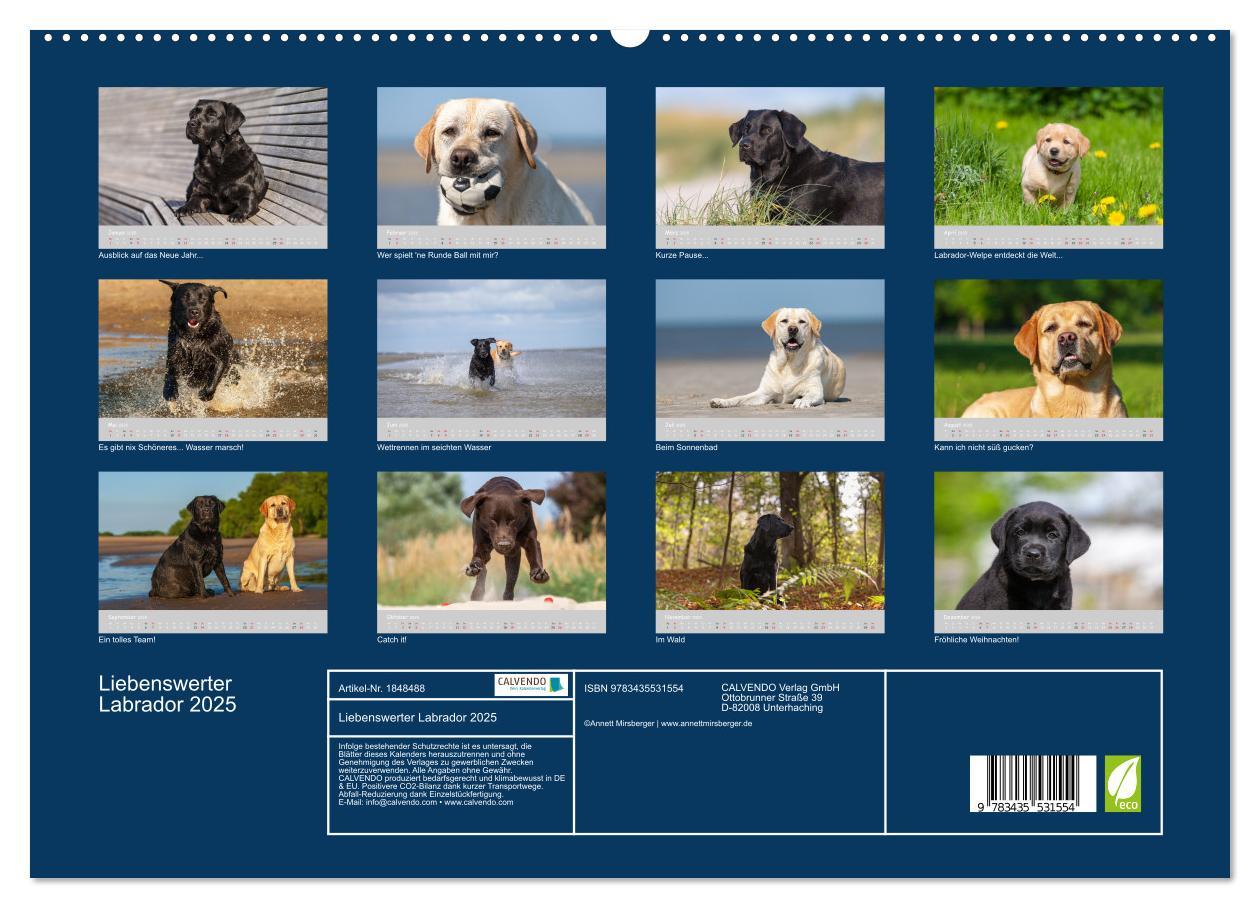 Bild: 9783435531554 | Liebenswerter Labrador 2025 (Wandkalender 2025 DIN A2 quer),...