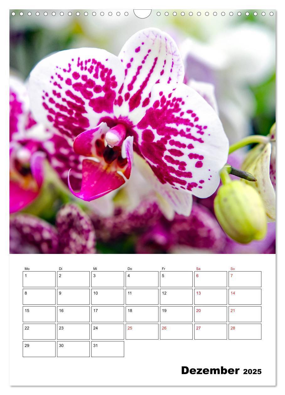 Bild: 9783435977499 | Orchideen - Tropische Schönheiten (Wandkalender 2025 DIN A3 hoch),...