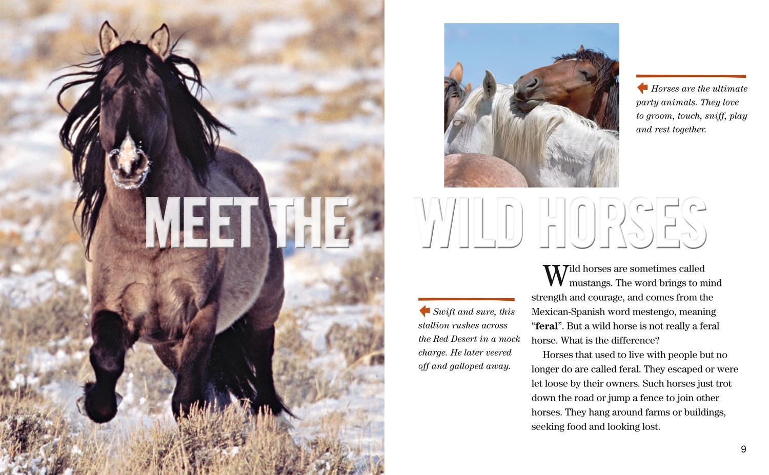 Bild: 9780008358136 | Face to Face with Wild Horses | Level 6 | John Eastcott (u. a.) | Buch