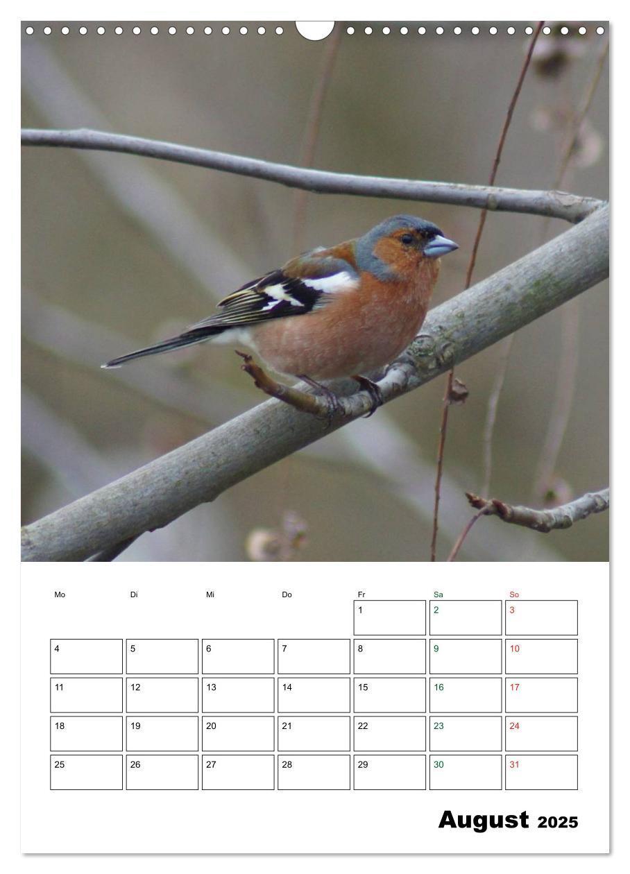 Bild: 9783457079669 | Heimische Singvögel (Wandkalender 2025 DIN A3 hoch), CALVENDO...