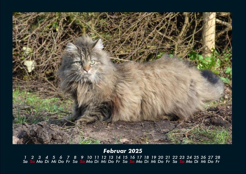 Bild: 9783755970750 | Für Katzenfreunde 2025 Fotokalender DIN A4 | Tobias Becker | Kalender