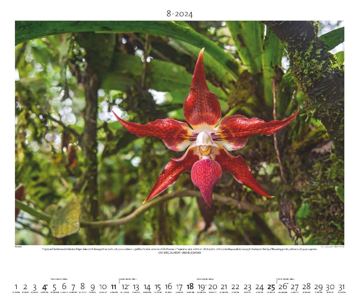 Bild: 4251734300638 | Regenwald 2024 - Bild-Kalender - Poster-Kalender - 60x50 | Kalender