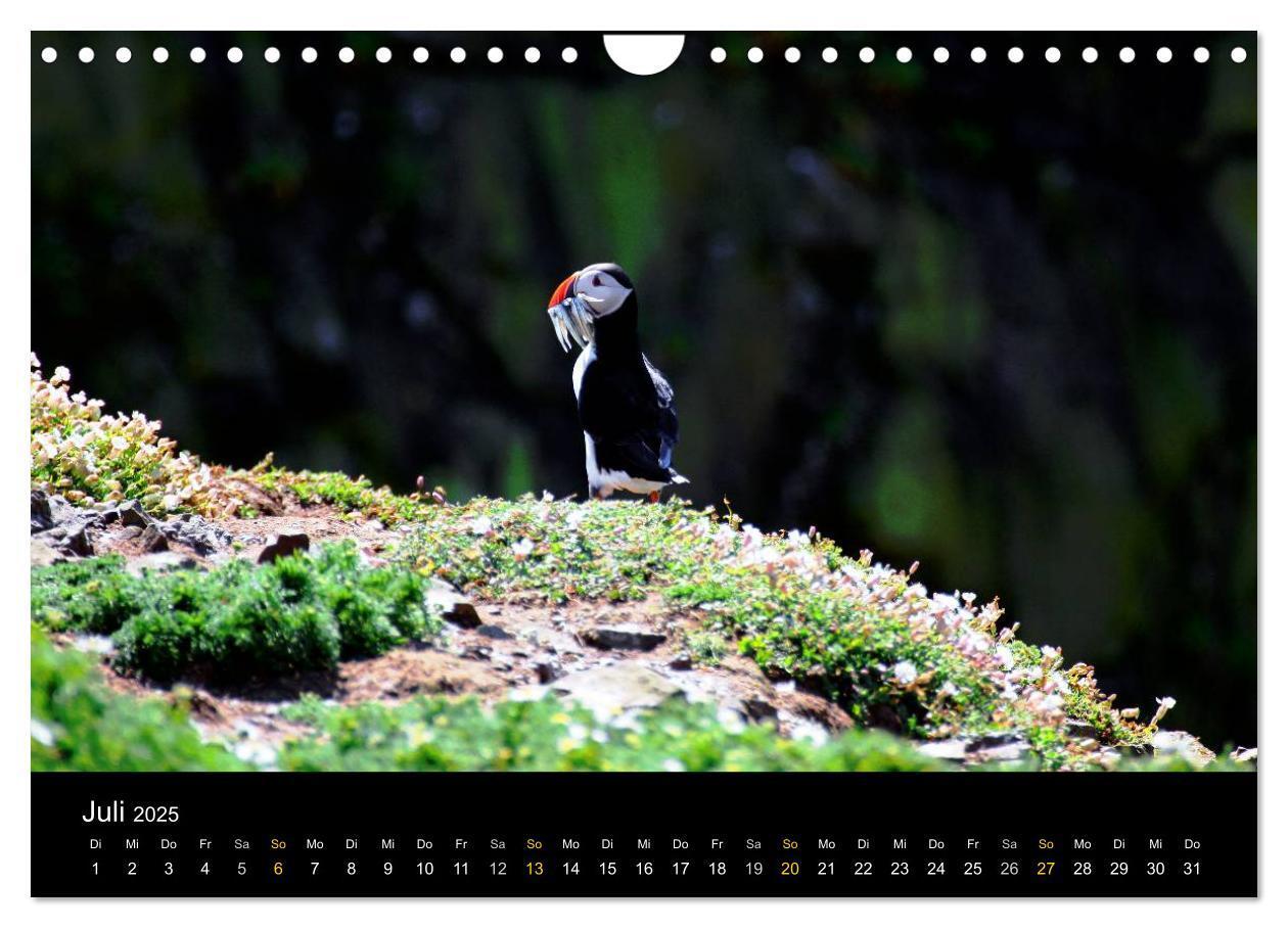 Bild: 9783435578801 | Wales Pembrokeshire - Natur im Fokus- (Wandkalender 2025 DIN A4...