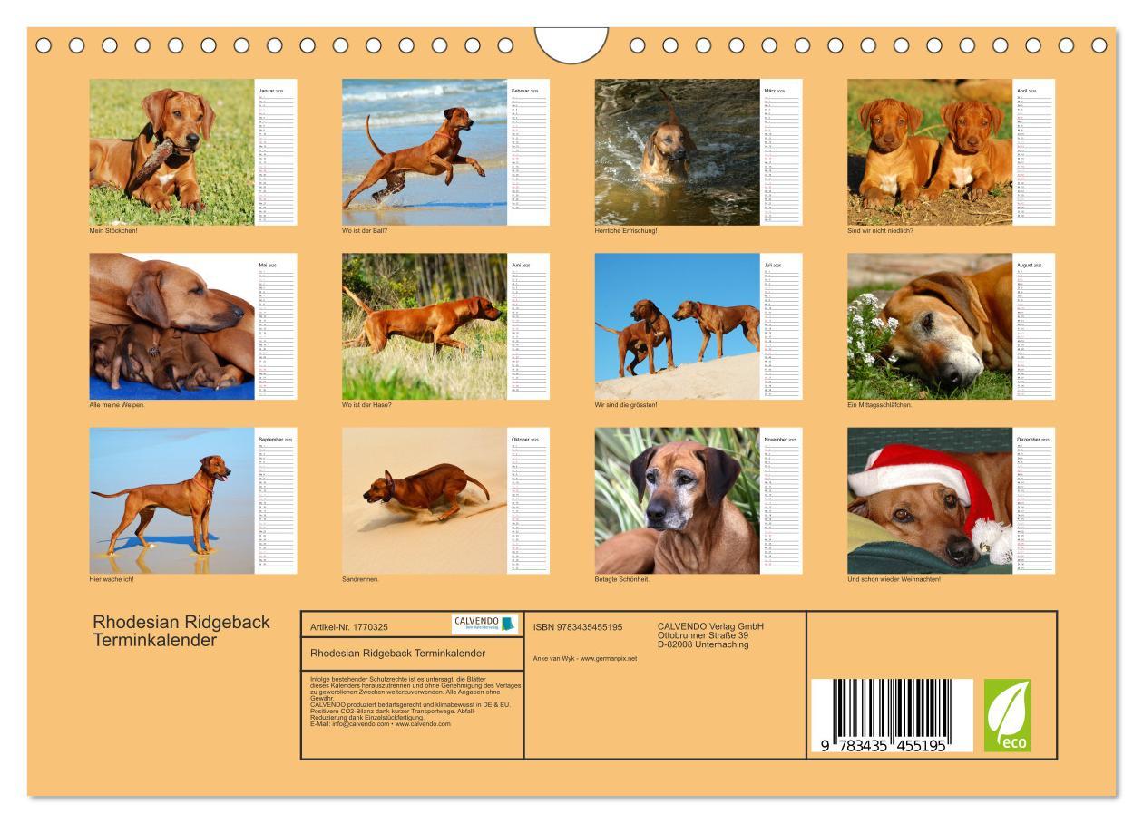 Bild: 9783435455195 | Rhodesian Ridgeback Terminkalender (Wandkalender 2025 DIN A4 quer),...