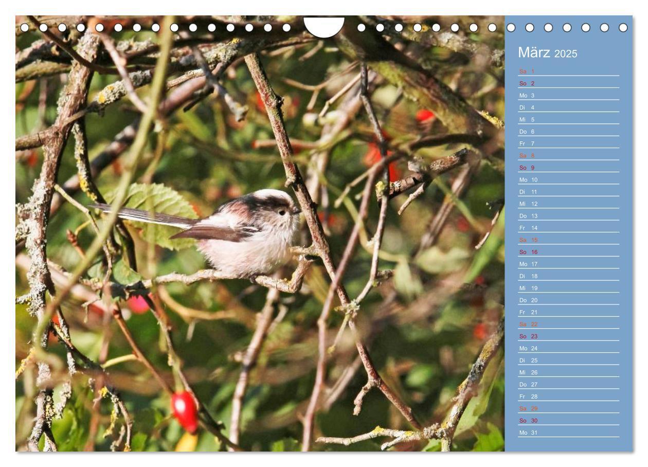 Bild: 9783435555062 | Gefiederte Gartenfreunde (Wandkalender 2025 DIN A4 quer), CALVENDO...