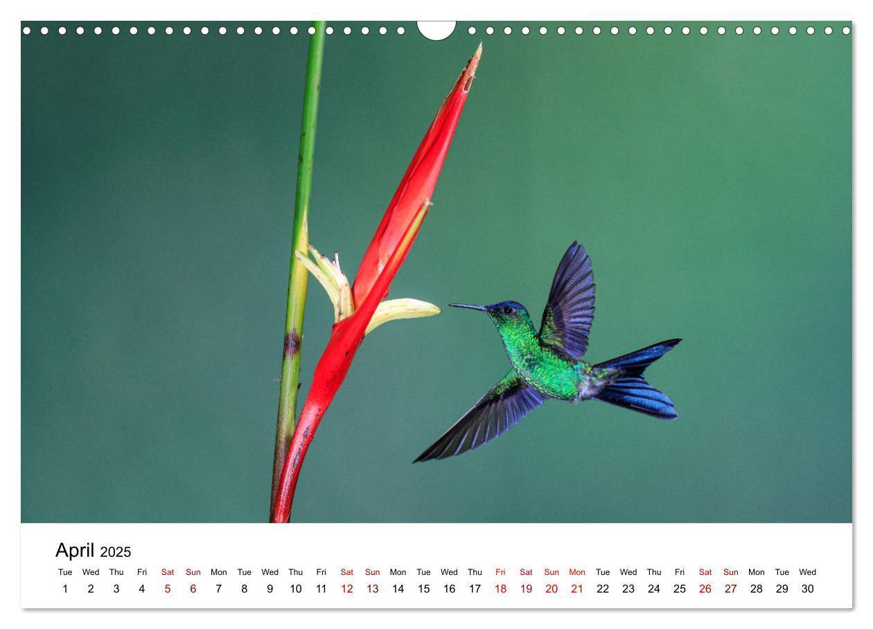 Bild: 9781325938438 | Hummingbirds - Flight artists in the rainforest (Wall Calendar 2025...