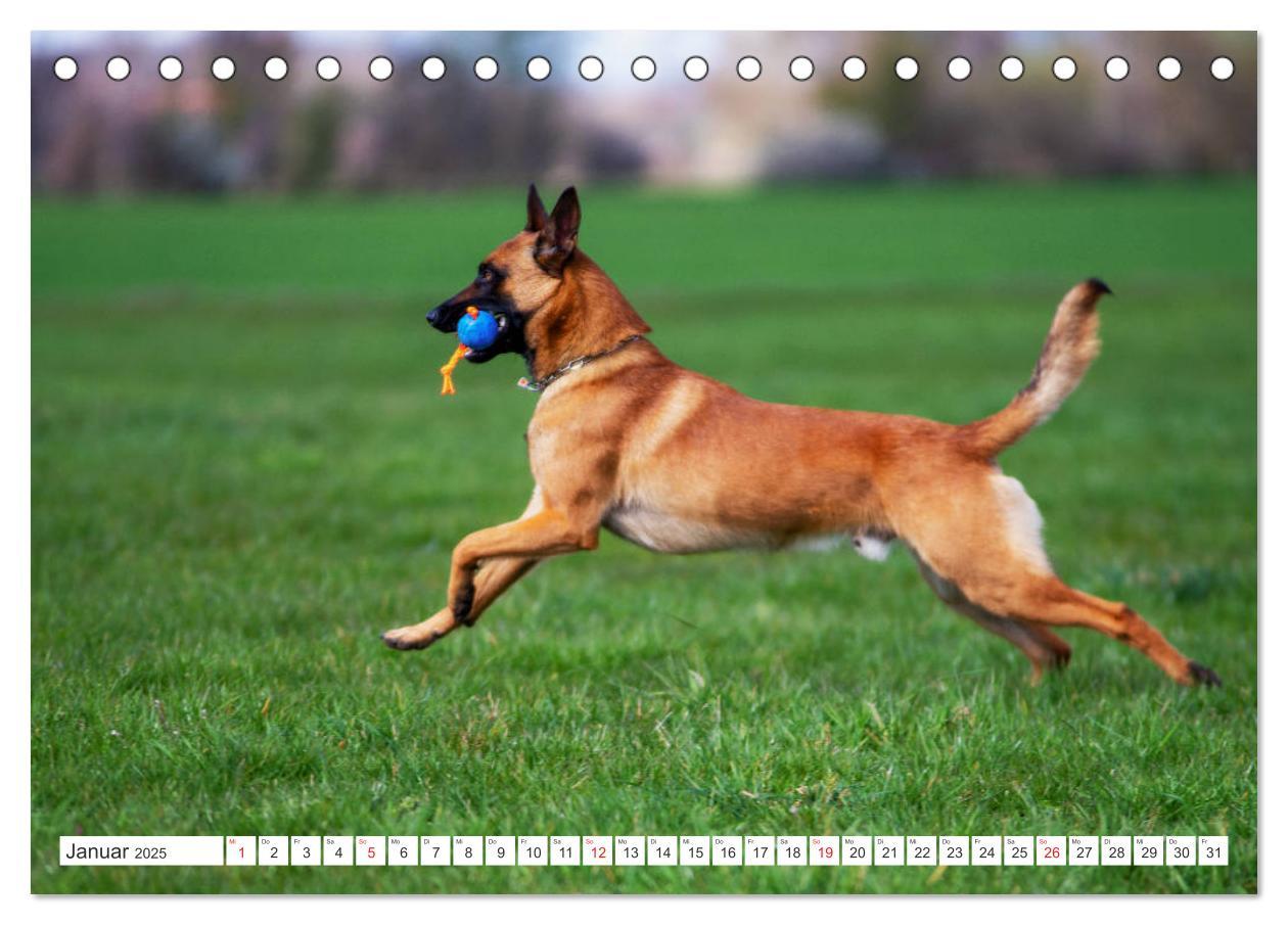 Bild: 9783435144457 | Malinois - belgischer Schäferhund (Tischkalender 2025 DIN A5 quer),...