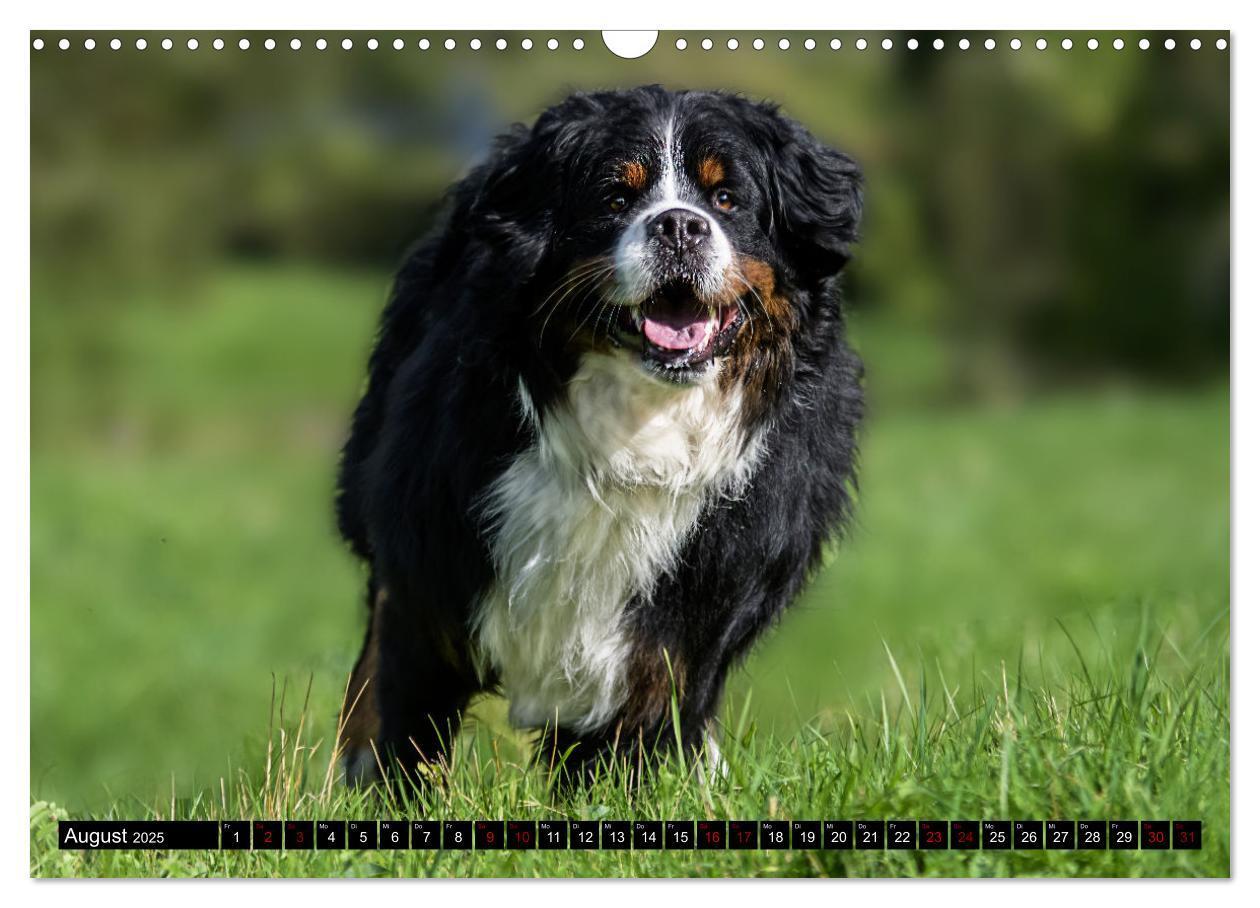 Bild: 9783457182543 | Berner Sennenhunde - Faszinierende Herzensbrecher (Wandkalender...