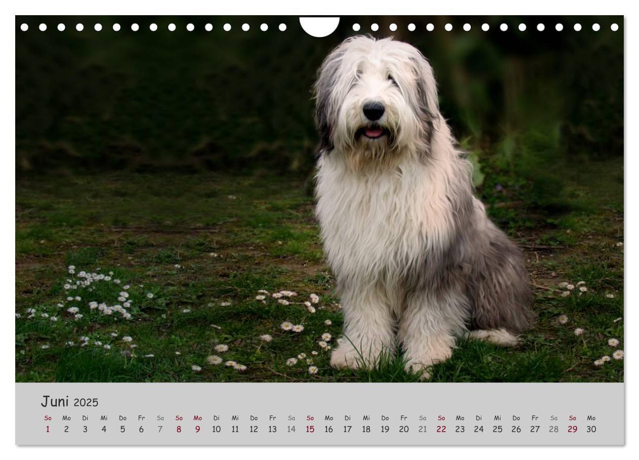 Bild: 9783435608393 | Ein Bobtail namens Miles (Wandkalender 2025 DIN A4 quer), CALVENDO...