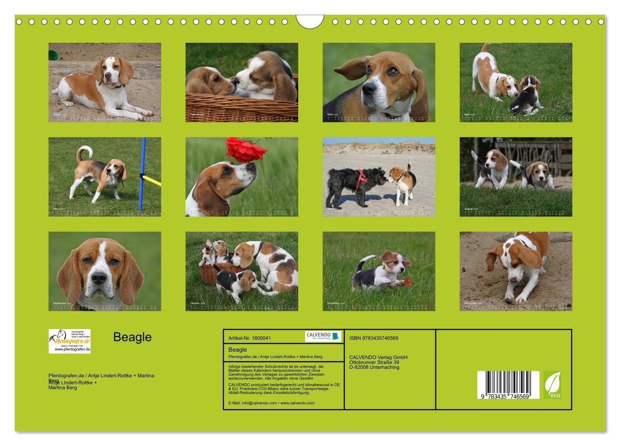 Bild: 9783435746569 | Beagle (Wandkalender 2025 DIN A3 quer), CALVENDO Monatskalender | Berg