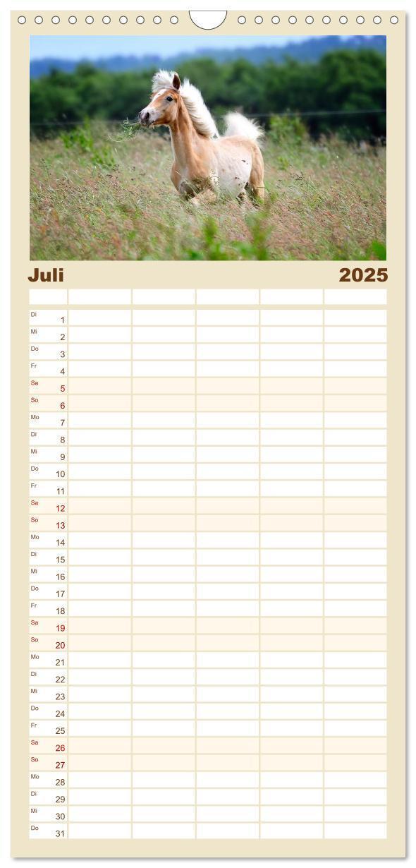 Bild: 9783457123959 | Familienplaner 2025 - Haflinger mit 5 Spalten (Wandkalender, 21 x...