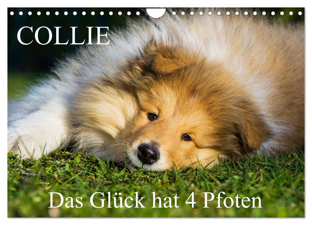 Cover: 9783383100062 | Collie - Das Glück hat 4 Pfoten (Wandkalender 2024 DIN A4 quer),...