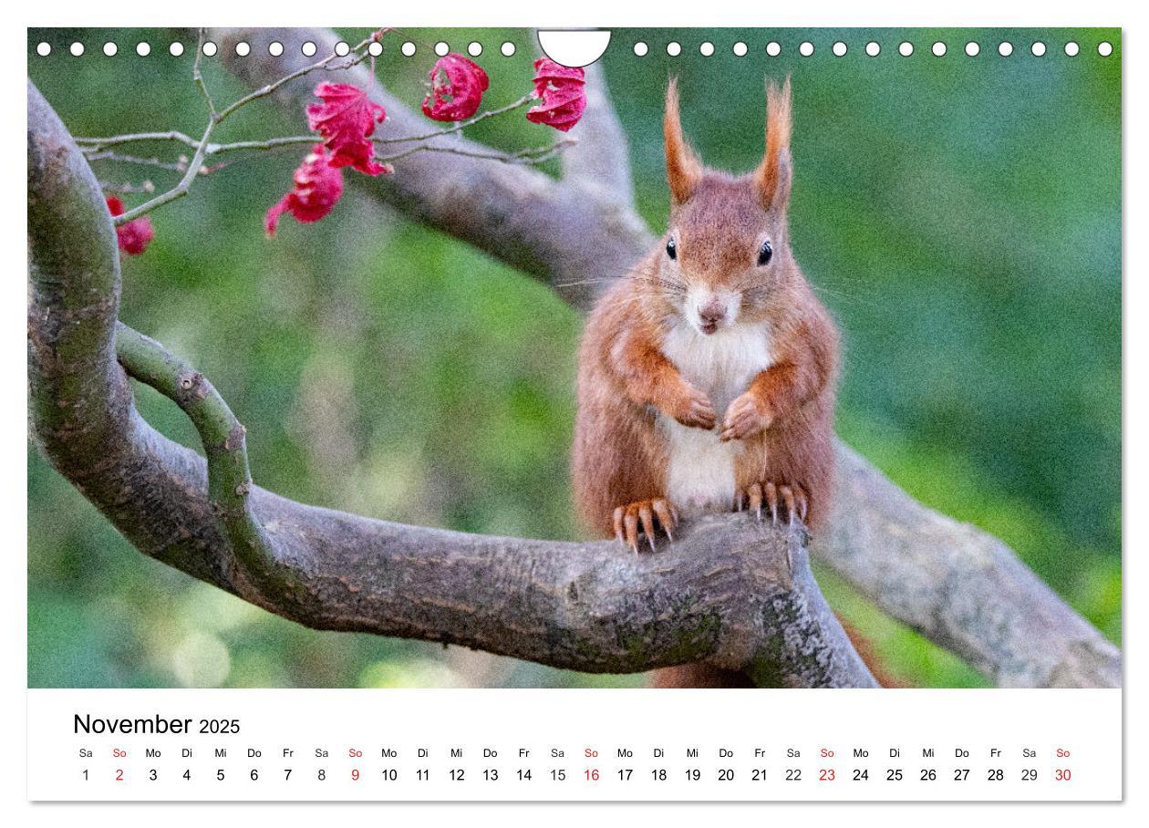 Bild: 9783435584390 | Eichhörnchen - Kleine Kobolde im Roten Pelz (Wandkalender 2025 DIN...