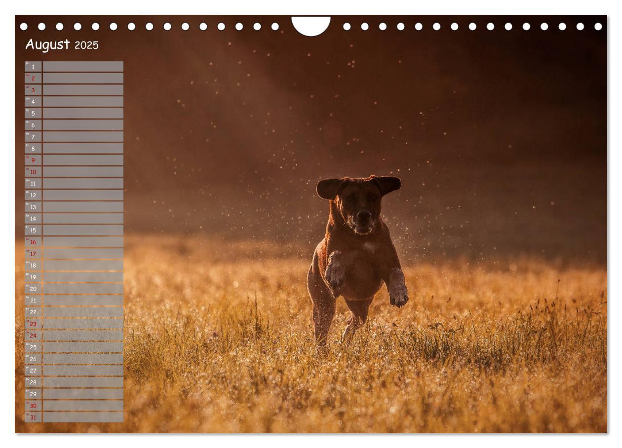 Bild: 9783435358625 | Rhodesian Ridgeback - Herzen auf vier Pfoten (Wandkalender 2025 DIN...