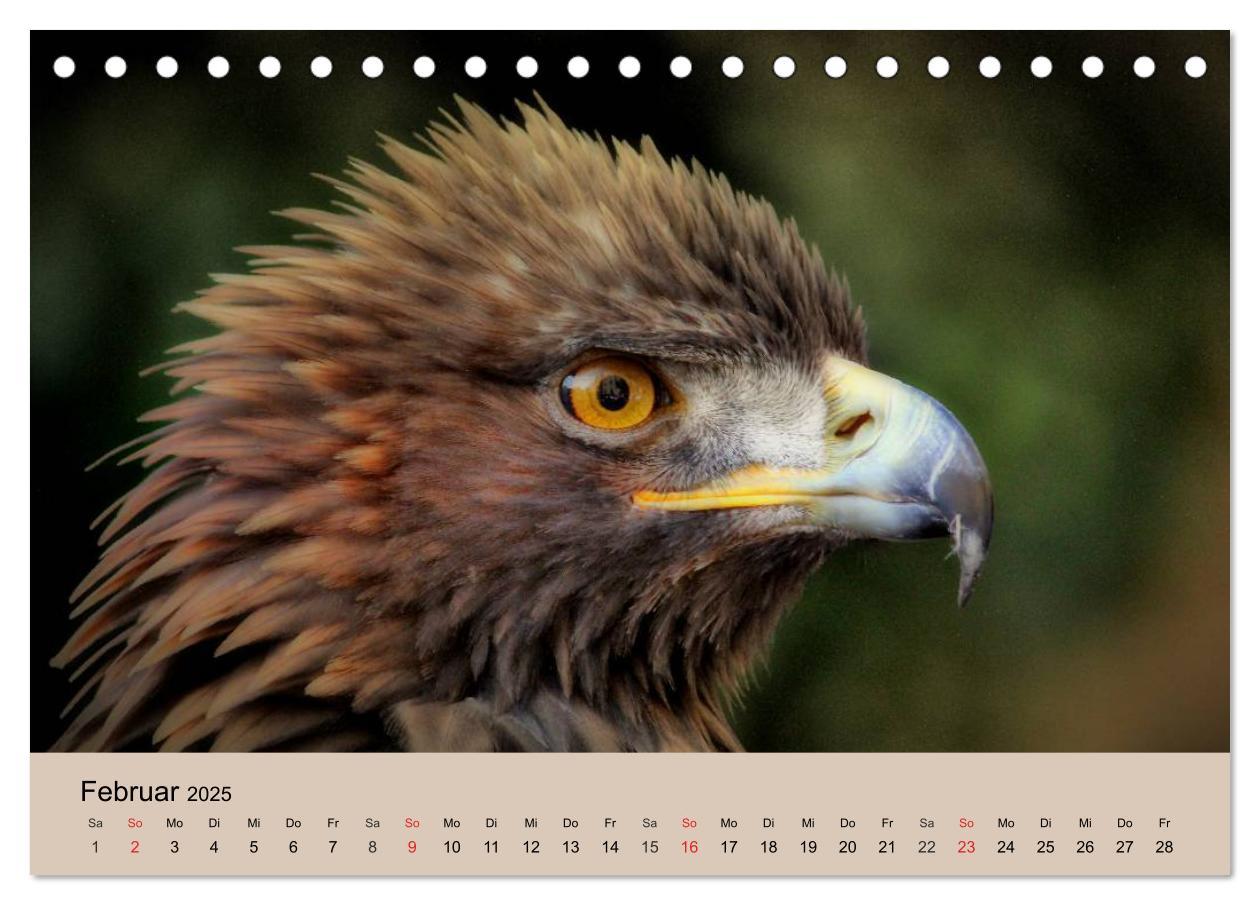 Bild: 9783435514298 | Der Steinadler. Majestätischer Greifvogel (Tischkalender 2025 DIN...