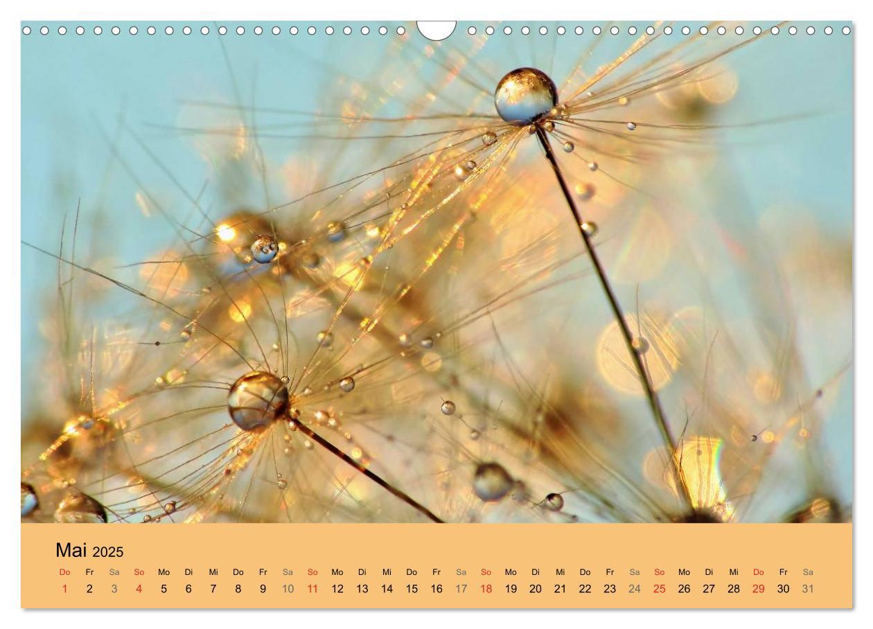 Bild: 9783435746620 | Naturjuwel Pusteblume (Wandkalender 2025 DIN A3 quer), CALVENDO...