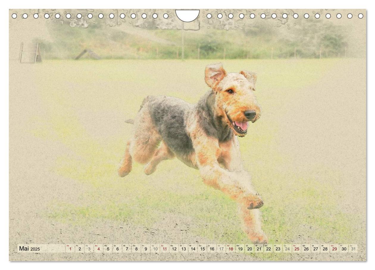 Bild: 9783435627639 | Airedale Terrier 2025 (Wandkalender 2025 DIN A4 quer), CALVENDO...