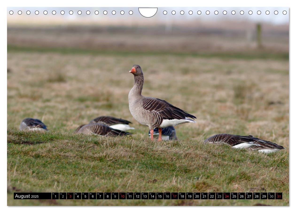 Bild: 9783435377060 | Gefiederte Schönheiten - Wildgänse in Norddeutschland (Wandkalender...