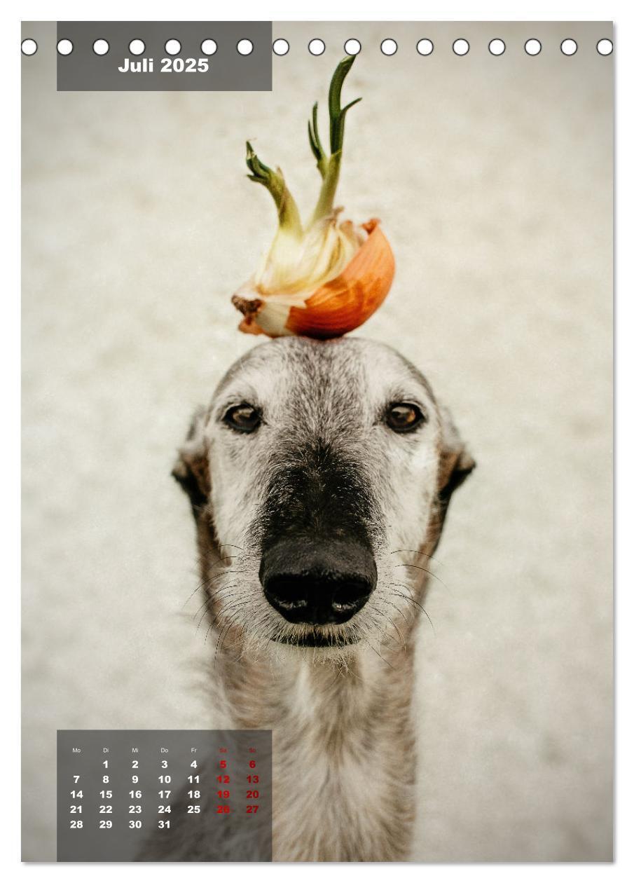 Bild: 9783435920884 | UNDERDOG - Windhundportraits (Tischkalender 2025 DIN A5 hoch),...