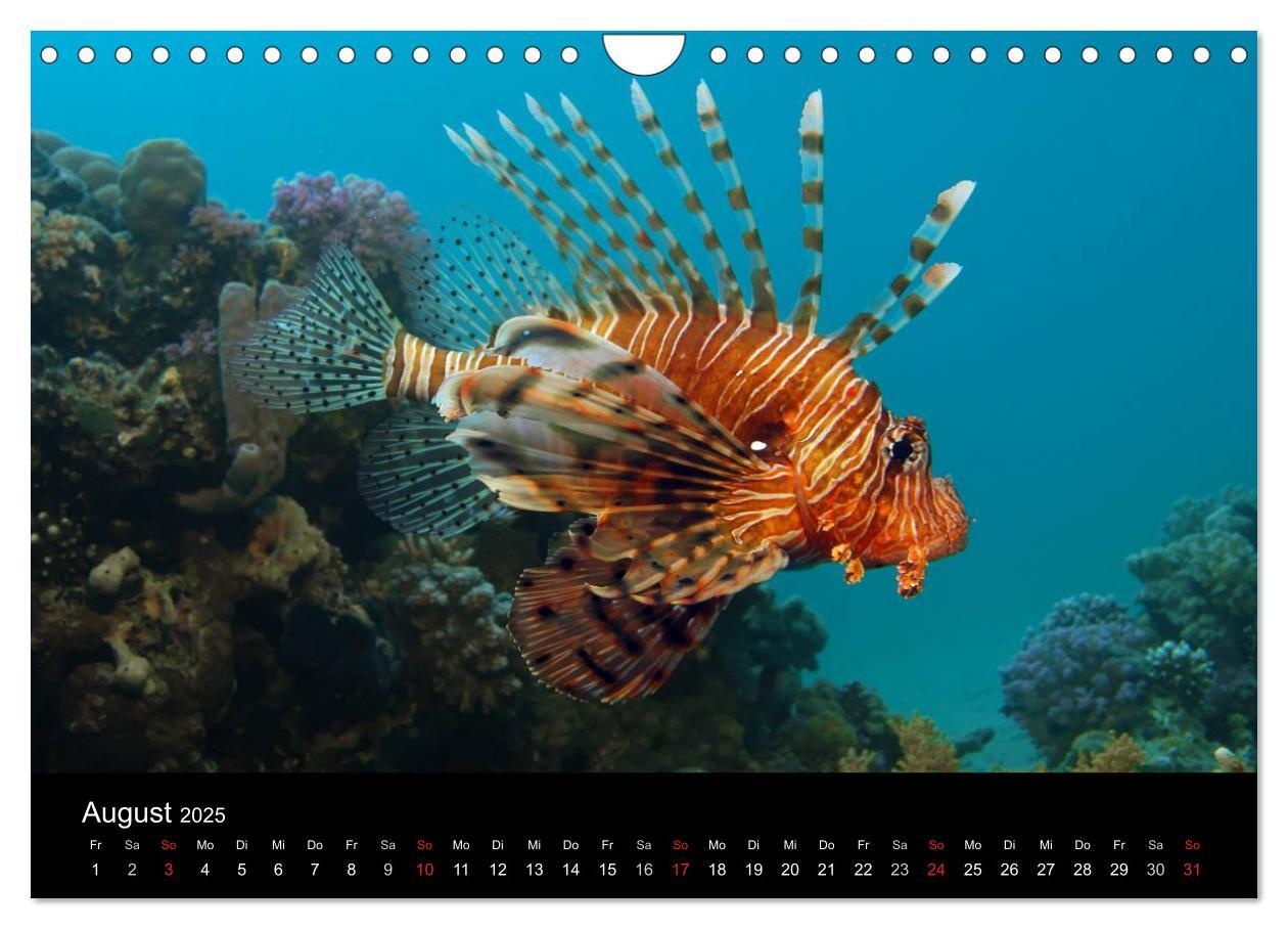 Bild: 9783435661916 | Unterwasser (Wandkalender 2025 DIN A4 quer), CALVENDO Monatskalender