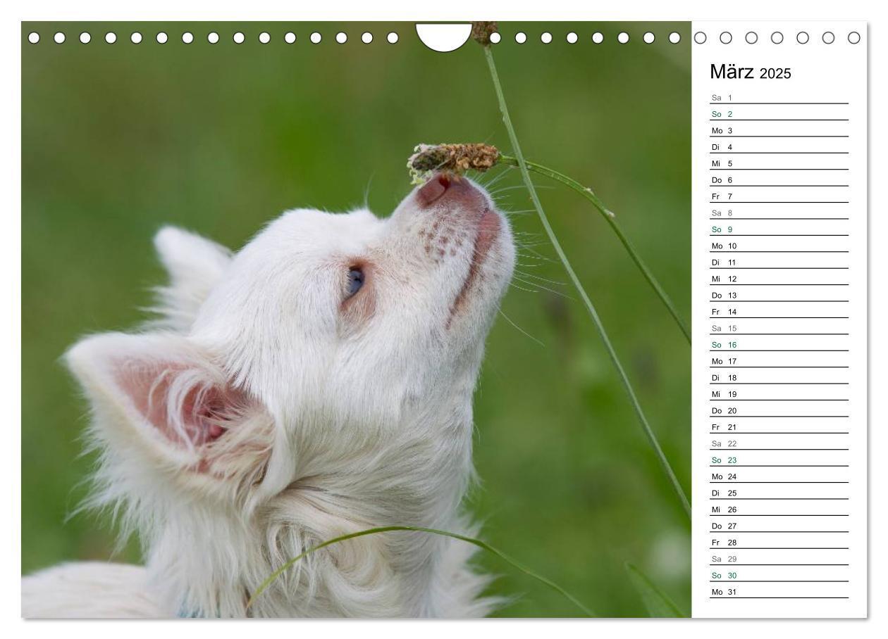 Bild: 9783435557295 | Chihuahuas - kleine Herzensbrecher (Wandkalender 2025 DIN A4 quer),...