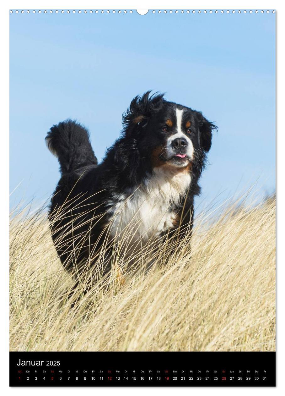 Bild: 9783457068830 | Berner Sennenhund 2025 (Wandkalender 2025 DIN A2 hoch), CALVENDO...