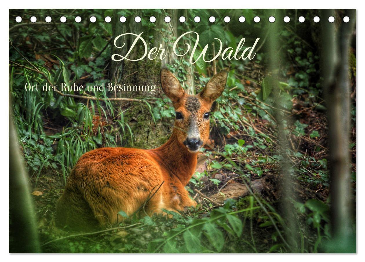 Cover: 9783383773266 | Der Wald - Ort der Ruhe und Besinnung (Tischkalender 2025 DIN A5...