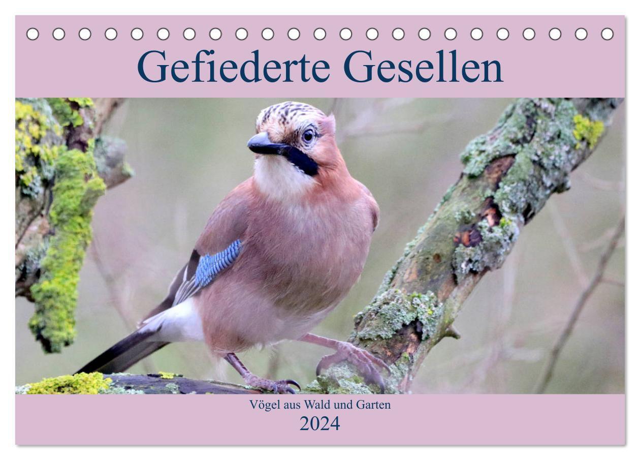 Cover: 9783675747494 | Gefiederte Gesellen - Vögel aus Wald und Garten (Tischkalender 2024...