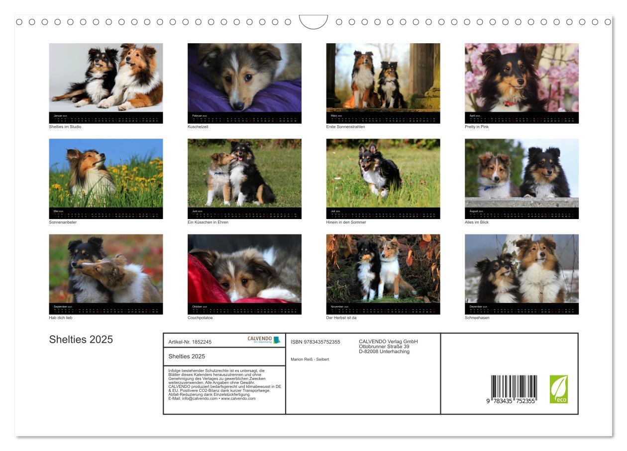 Bild: 9783435752355 | Shelties 2025 (Wandkalender 2025 DIN A3 quer), CALVENDO Monatskalender