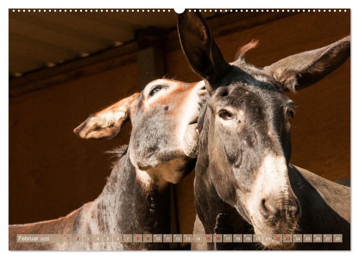 Bild: 9783435023363 | Esel Lebensfreude - Spaß mit Langohren (Wandkalender 2025 DIN A2...