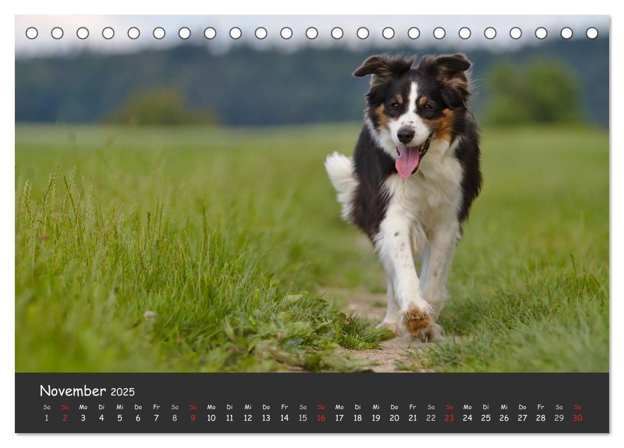 Bild: 9783435581344 | Australian Shepherd - Augenblicke (Tischkalender 2025 DIN A5 quer),...