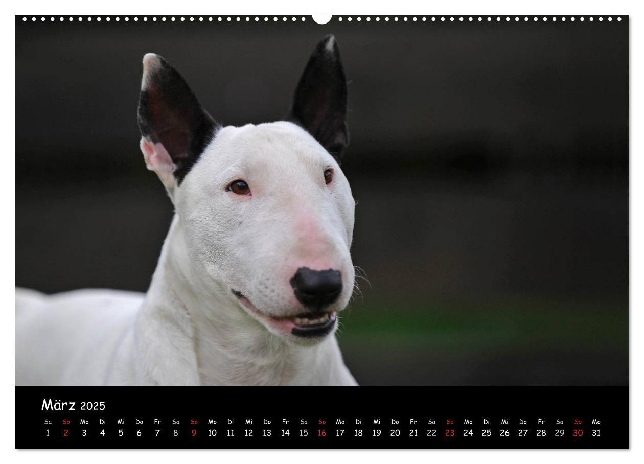 Bild: 9783435768127 | Bullterrier (Wandkalender 2025 DIN A2 quer), CALVENDO Monatskalender