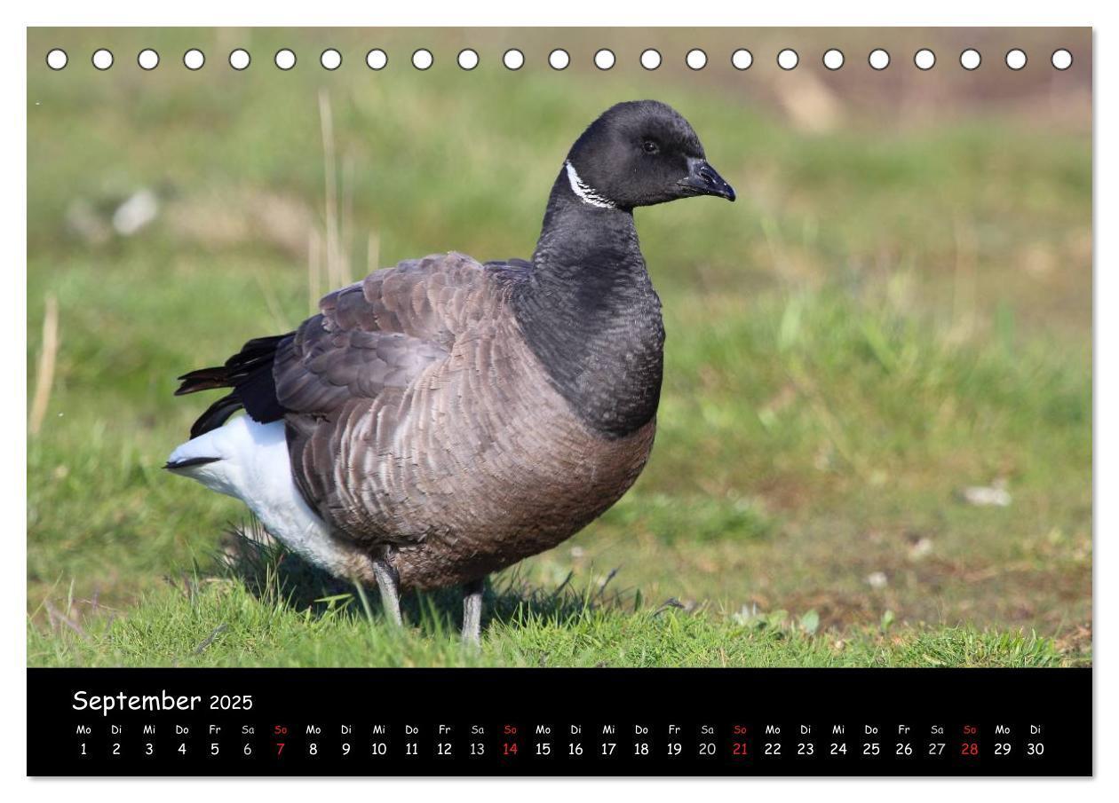 Bild: 9783435605958 | Vögel der Nordseeküste (Tischkalender 2025 DIN A5 quer), CALVENDO...