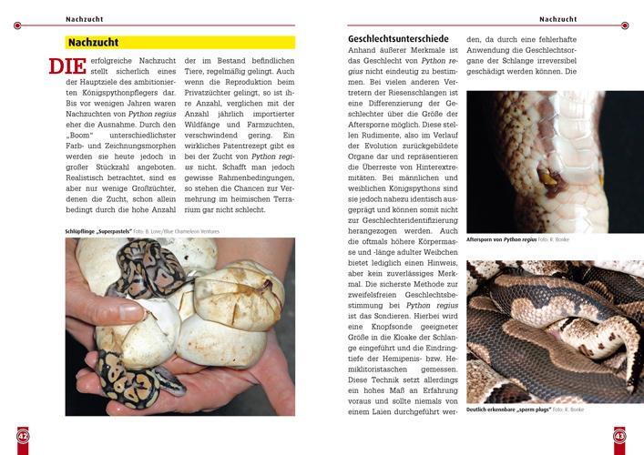 Bild: 9783866591189 | Königspython | Python regius | René Bonke | Taschenbuch | Art für Art