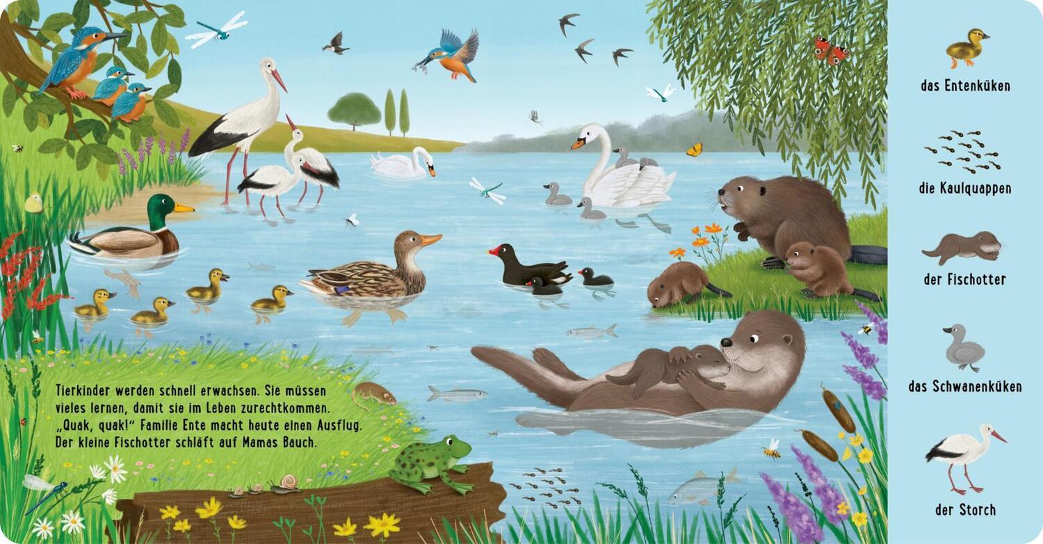 Bild: 9783480238446 | Mein erstes Natur-Wimmelbuch: Bei den Tierkindern | Sibylle Schumann