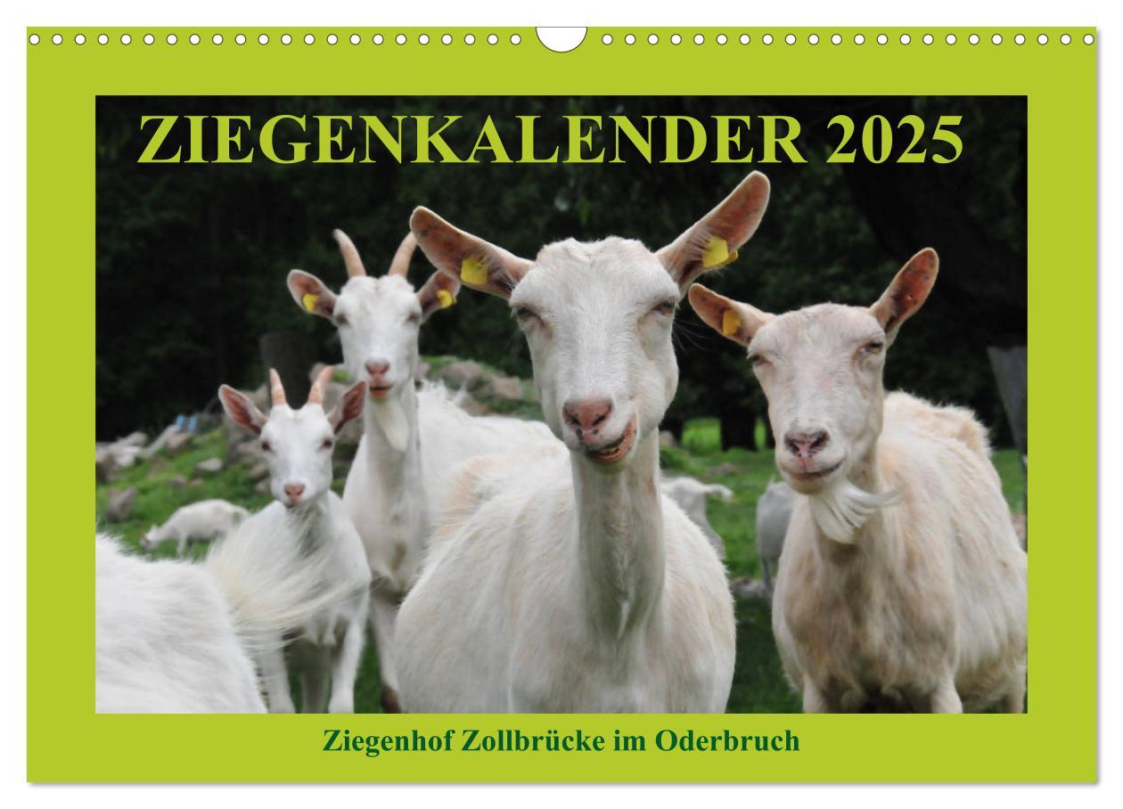 Cover: 9783435341443 | Ziegenkalender 2025 (Wandkalender 2025 DIN A3 quer), CALVENDO...