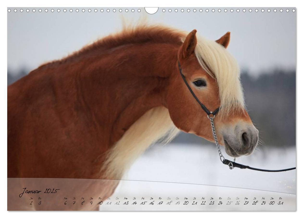 Bild: 9783435505173 | Haflinger-Pferde in Reinzucht (Wandkalender 2025 DIN A3 quer),...