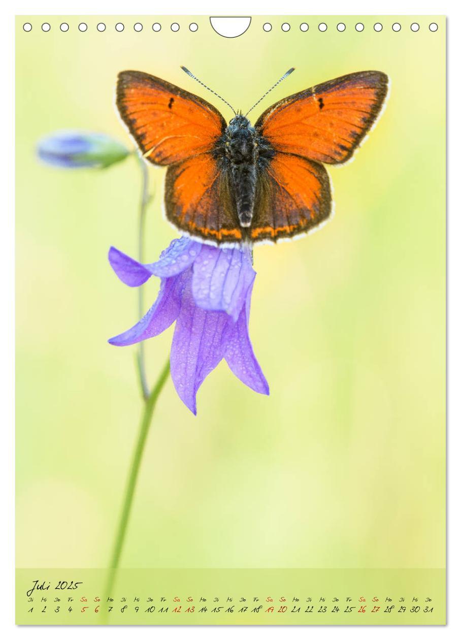 Bild: 9783435976652 | Kunterbuntes Gartenleben - Schmetterlinge in Gärten und Parks...