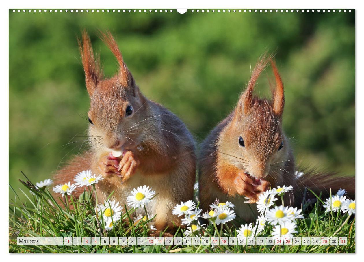 Bild: 9783435566006 | Besondere Augenblicke mit Eichhörnchen (Wandkalender 2025 DIN A2...