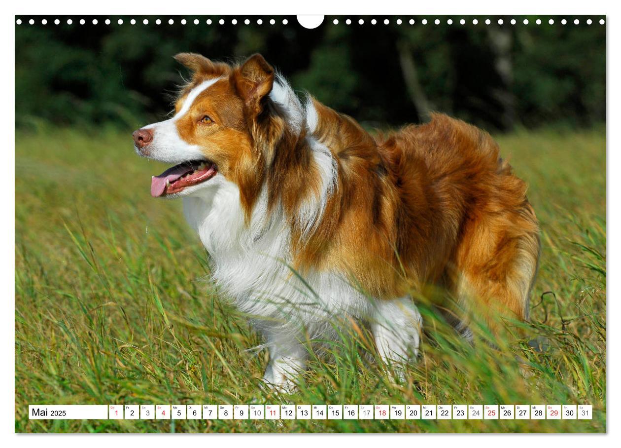 Bild: 9783435256860 | Traumhund Border Collie (Wandkalender 2025 DIN A3 quer), CALVENDO...