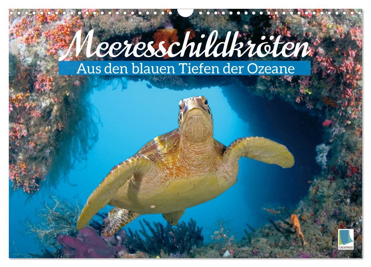 Cover: 9783675809956 | Meeresschildkröten: Aus den blauen Tiefen der Ozeane (Wandkalender...