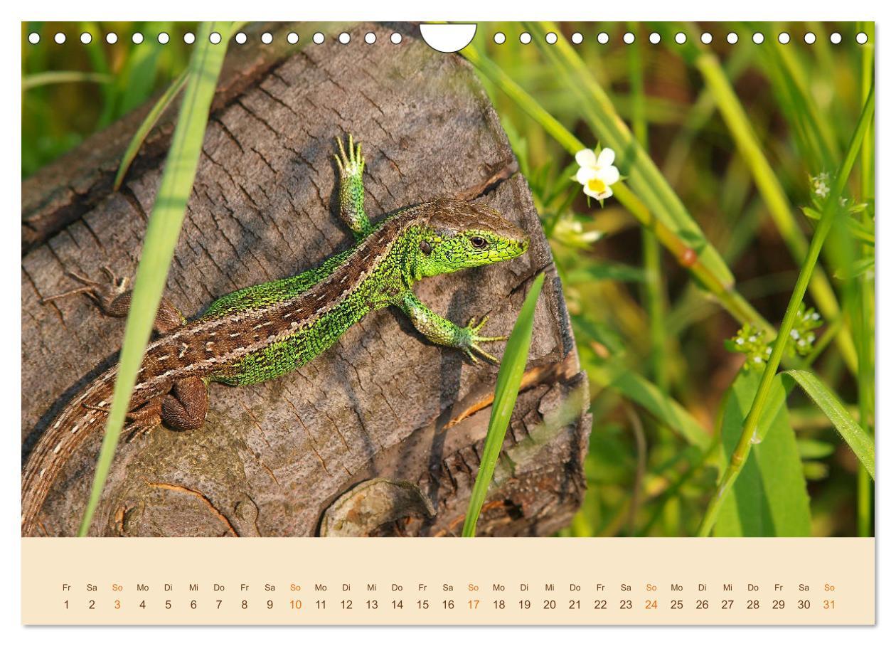 Bild: 9783435099375 | Eidechsen Europas (Wandkalender 2025 DIN A4 quer), CALVENDO...