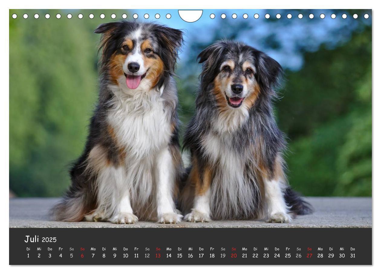 Bild: 9783435582686 | Australian Shepherd - Augenblicke (Wandkalender 2025 DIN A4 quer),...