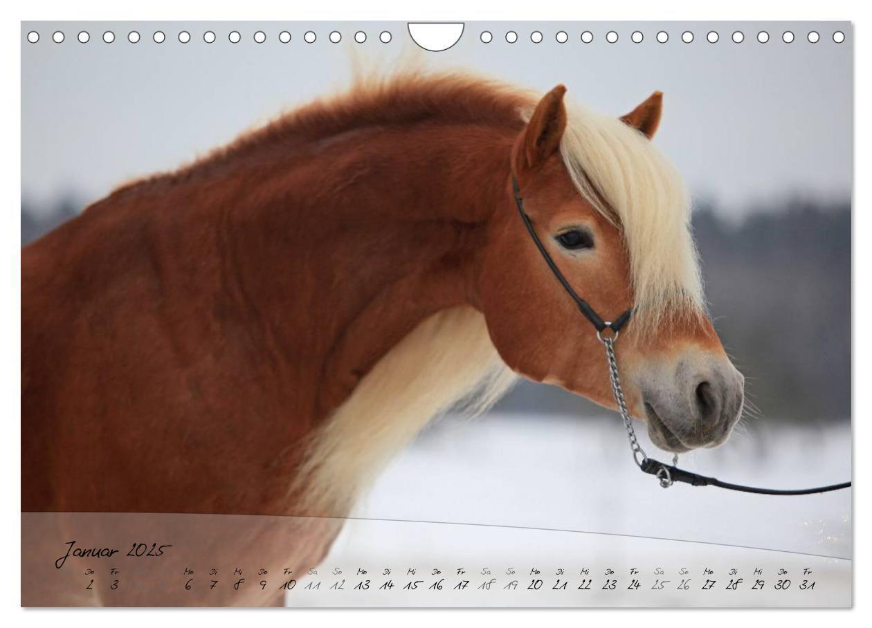 Bild: 9783435505494 | Haflinger-Pferde in Reinzucht (Wandkalender 2025 DIN A4 quer),...