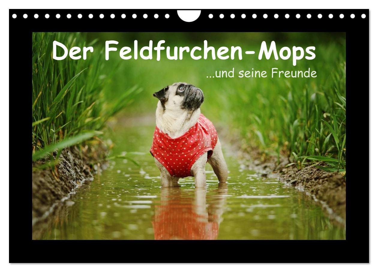 Cover: 9783435645725 | Der Feldfurchen-Mops (Wandkalender 2025 DIN A4 quer), CALVENDO...