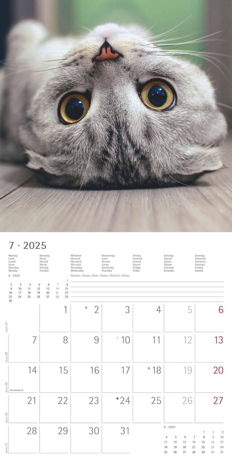 Bild: 4251732340827 | Funny Cats 2025 - Broschürenkalender 30x30 cm (30x60 geöffnet) -...