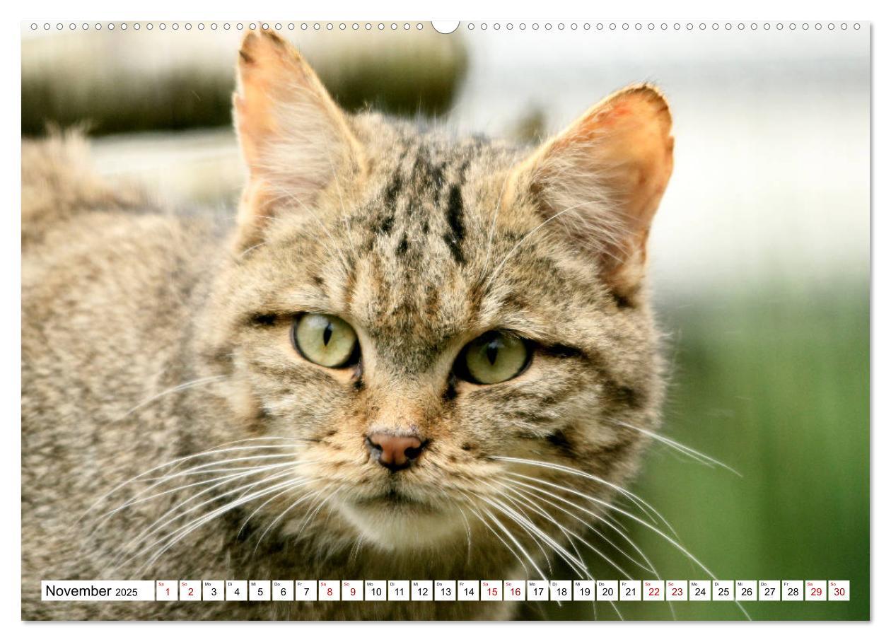 Bild: 9783435413843 | Wildkatzen - Die lautlosen Jäger des Waldes (Wandkalender 2025 DIN...