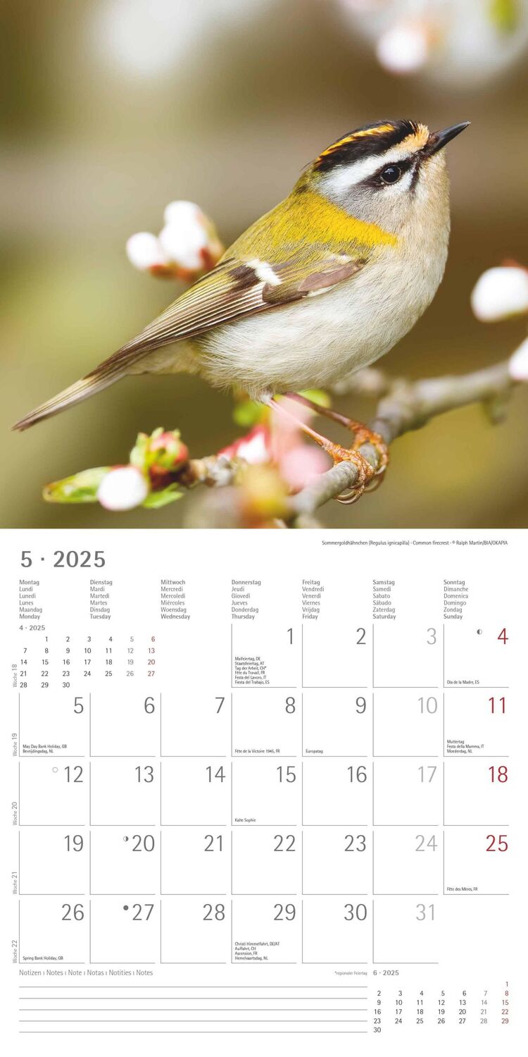 Bild: 4251732340728 | Vögel 2025 - Broschürenkalender 30x30 cm (30x60 geöffnet) -...